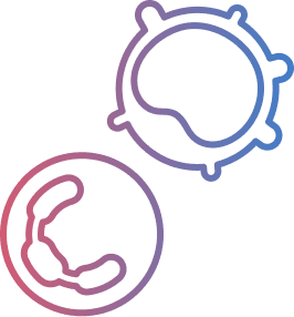 Illustration of muscle cells with chronic inflammation