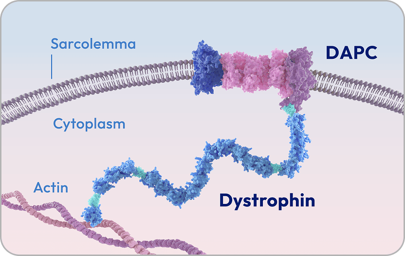 Image of healthy muscle with dystrophin