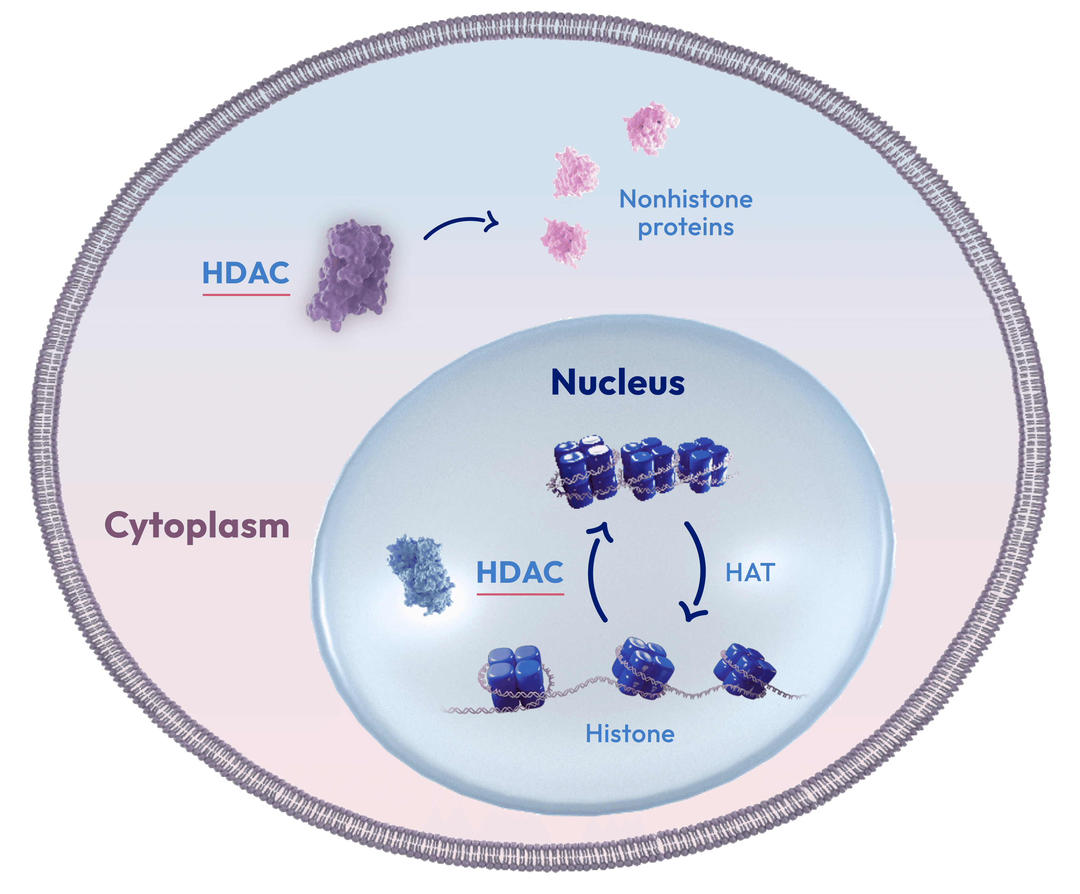 Image of HDAC in healthy cells